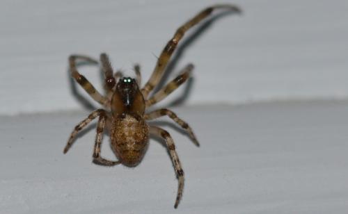 Zygiella x-notata